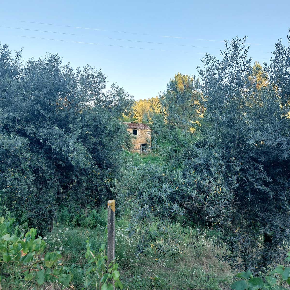 Magic Wonderland - Ruine vom Nachbarn aus gesehen