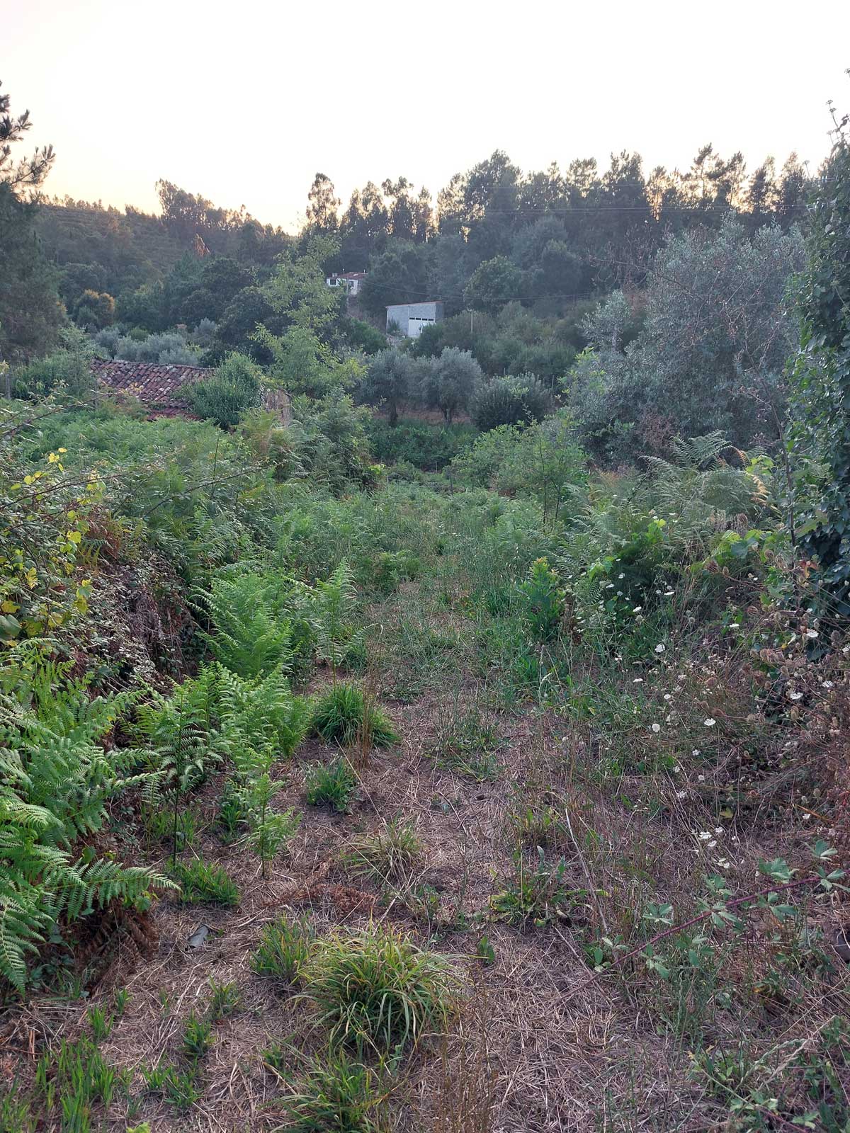 Magic Wonderland - zugewachsene Einfahrt